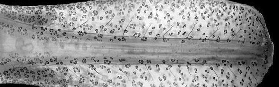 Image of a paddlefish rostrum